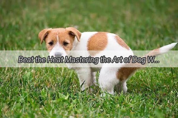 Beat the Heat Mastering the Art of Dog Walking in Summers Scorching Embrace